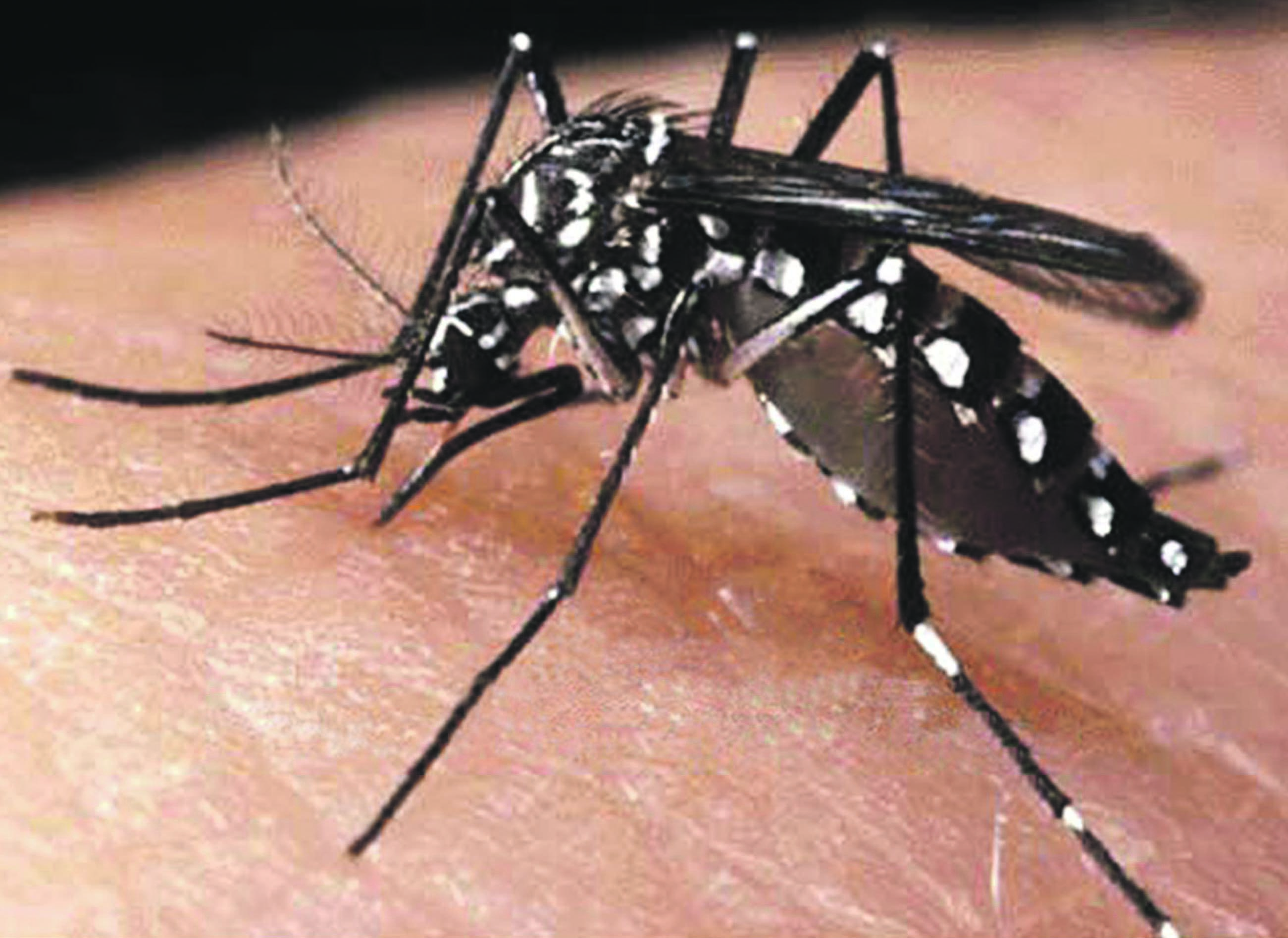 ab68e dengue